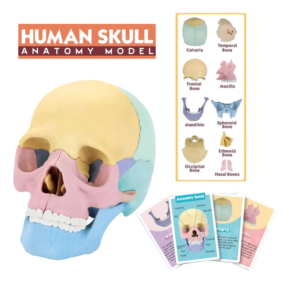 Cráneo Anatómico Didáctico Armable 4D Educativo 15 Piezas - Martina Baby & Kids